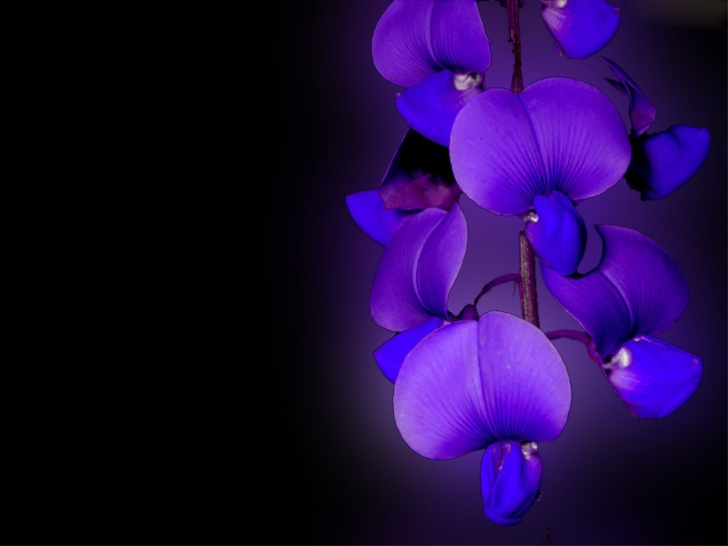 Purple Orchid Types