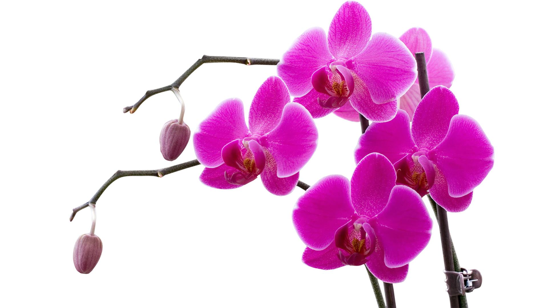 Orchid Vector Png