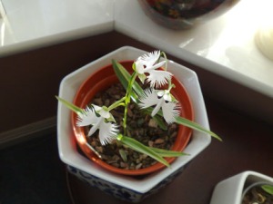whte.egret.orchid.sm.pot.image