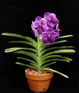 vanda_orchid_plant.in.pot
